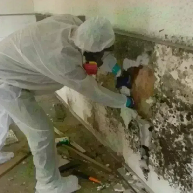 Mold Remediation and Removal in Crystal Springs, FL